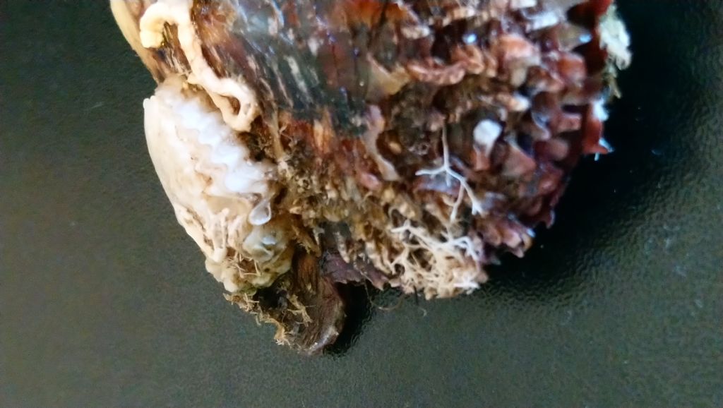 crassostrea saccostrea o altro